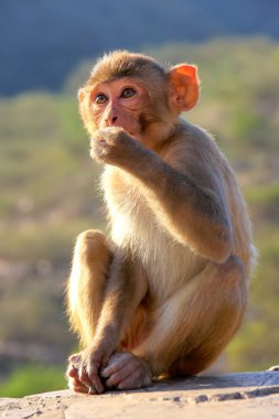 Jaipur, Rajasthan, Galta Tapınağı yakınında oturan rhesus makak ben