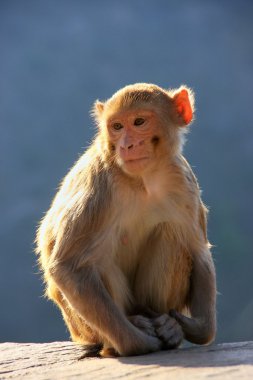 Jaipur, Rajasthan, Galta Tapınağı yakınında oturan rhesus makak ben
