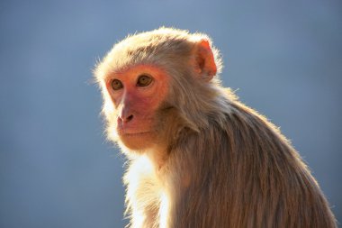 Jaipur, Rajasthan, Hindistan Rhesus makak portresi.