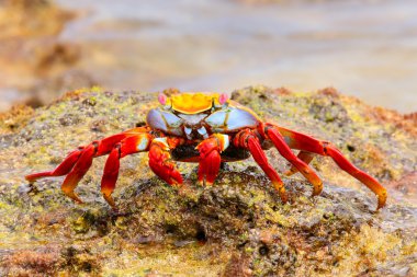 Sally lightfoot Yengeç Çin şapka Adası Galapagos Ulusal P