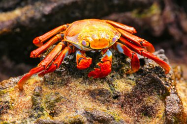 Sally lightfoot Yengeç Çin şapka Adası Galapagos Ulusal P