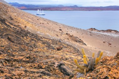 Bartolome Adası Galapagos Ulusal Pa'büyüyen lav kaktüs