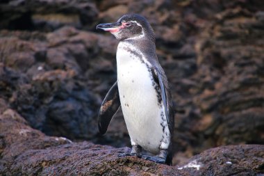 Galapagos penguen ayakta buzlu, Bartolome Adası, Galapagos