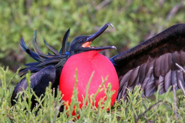 Erkek büyük Frigatebird (Fregata küçük) görüntüleme