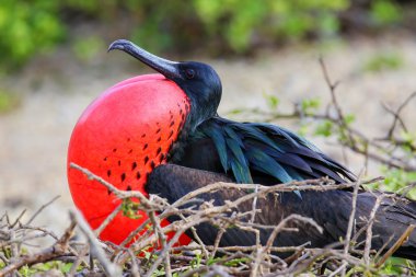 Erkek büyük Frigatebird Genovesa Adası, Galapagos Ulusal Pa