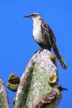 Galapagos Mockingbird kaktüsün üzerinde Genovesa Adası, Gala oturan