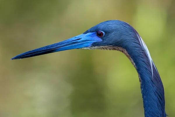 Retrato de garça Tricolorida — Fotografia de Stock