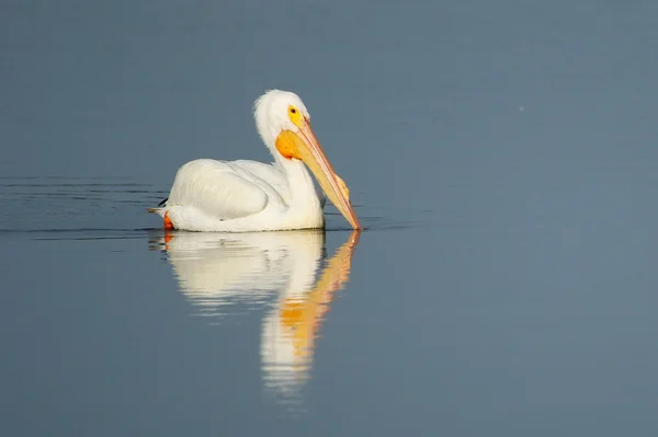 Белый пеликан в воде — стоковое фото