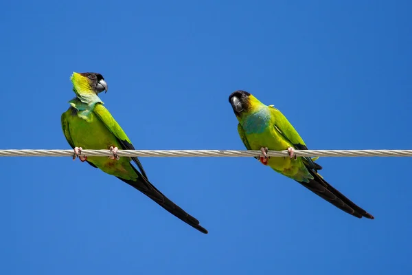 Bir tel üzerinde oturan Nanday parakeets (Aratinga nenday) — Stok fotoğraf