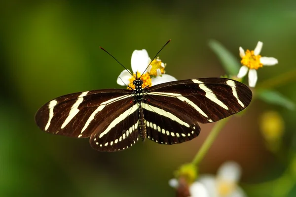 Zebra Longwing butterfly (Heliconius charithonia) — Stock Photo, Image