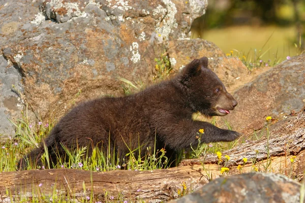 Bebê urso negro americano — Fotografia de Stock