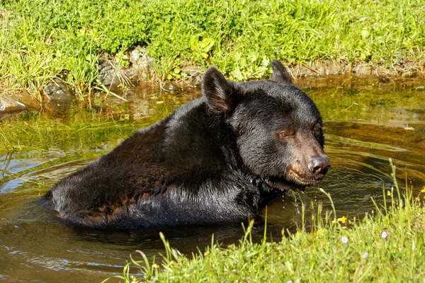 Ours noir d'Amérique (Ursus americanus) ) — Photo