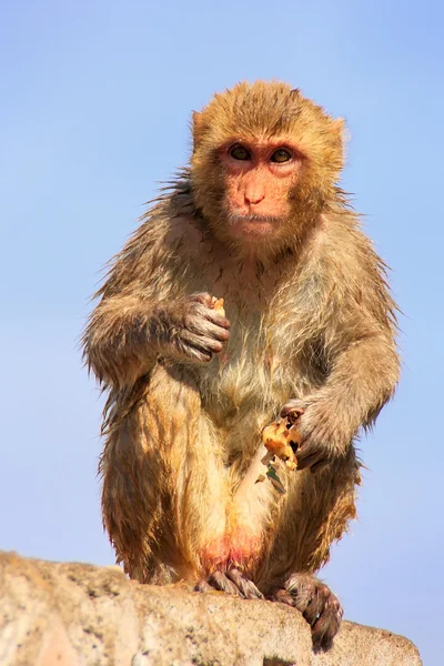 Wet Rhesus macaque sitting on a stone wall in Jaipur, Rajasthan, — Stock Photo, Image