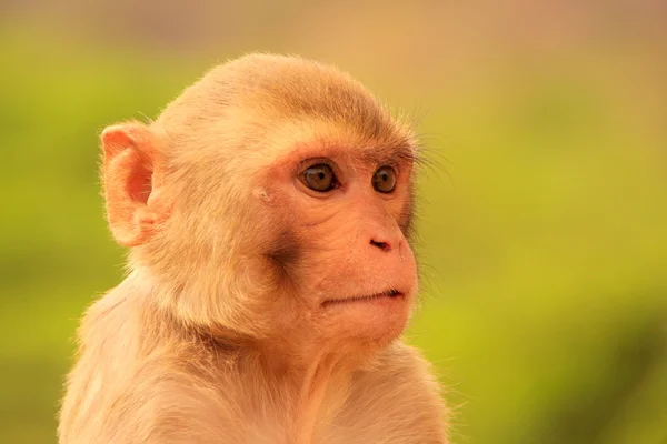 Portrét Rhesus macaque (Macaca mulatta) — Stock fotografie