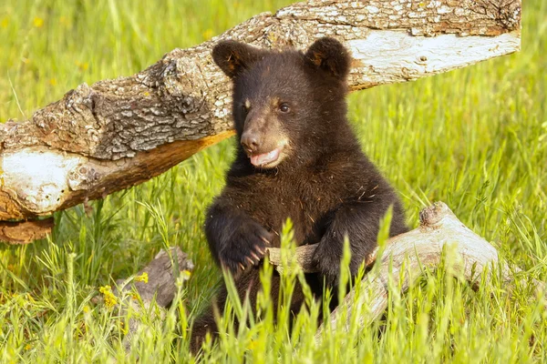 Bebé oso negro americano — Foto de Stock