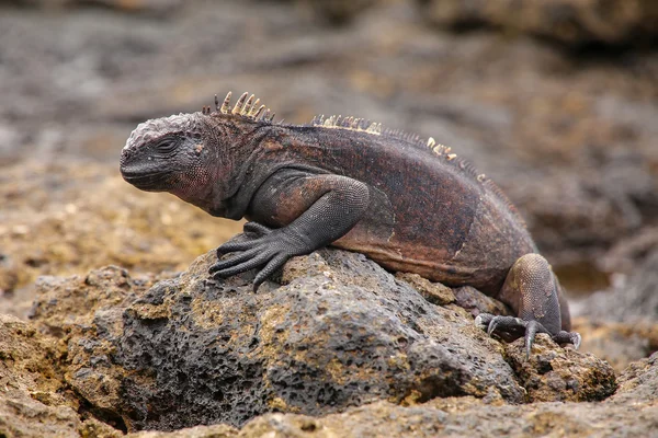 Iguana Marinha na ilha do Chapéu Chinês, Parque Nacional das Galápagos, Ec — Fotografia de Stock