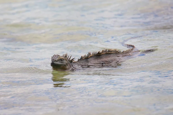 Iguana Marina nadando cerca de la isla Sombrero Chino, Nación Galápagos — Foto de Stock