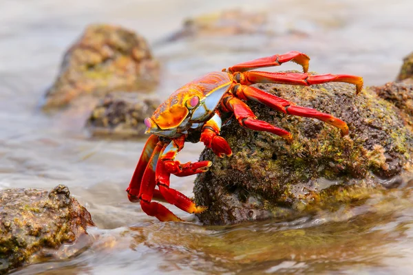 Sally lightfoot krabba utfodring på kinesiska hatt island, Galapagos Na — Stockfoto