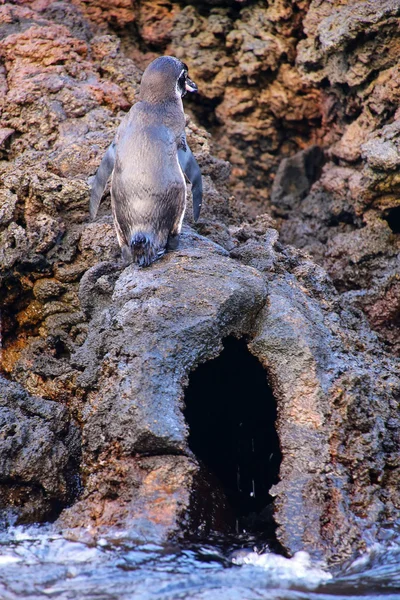 Pingüino de Galápagos parado en la cima del tubo de lava en Bartolomé — Foto de Stock