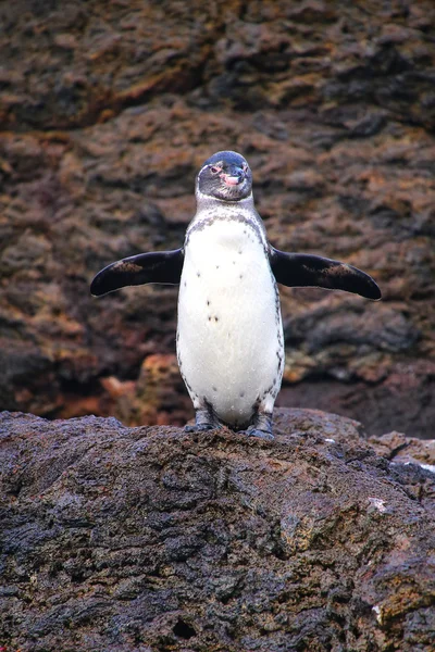 Pingüino de Galápagos de pie sobre rocas, Isla Bartolomé, Galápagos — Foto de Stock