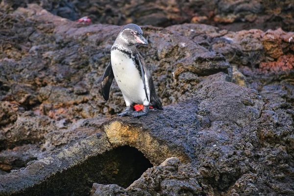 Galapagos Penguin standing on rocks, Bartolome island, Galapagos Stock