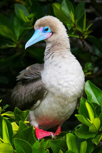 Red-footed booby on Genovesa island, Galapagos National Park, Ec — Stock Photo, Image