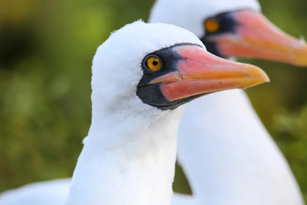 Portrét Nazca Booby (Sula granti) — Stock fotografie