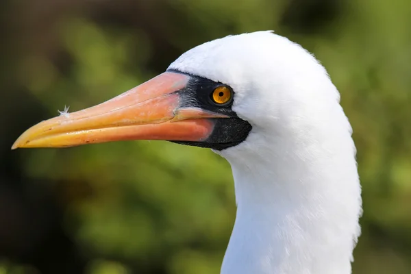 Retrato de Nazca Booby (Sula granti ) — Fotografia de Stock