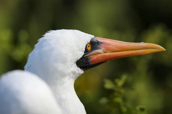 Nazca bubi (Sula granti portresi) — Stok fotoğraf