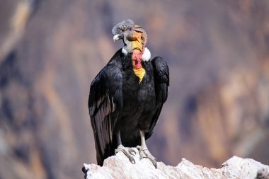 Andean Condor sitting at Mirador Cruz del Condor in Colca Canyon clipart