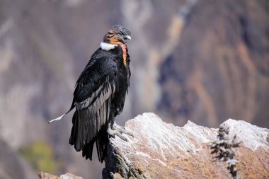 And Ean Condor Colca Kanyonu Mirador Cruz del Condor oturuyor
