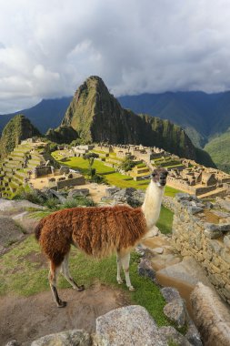 Peru Machu Picchu ayakta Lama göz ardı
