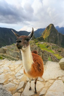 Peru Machu Picchu ayakta Lama göz ardı
