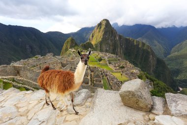 Peru Machu Picchu ayakta Lama göz ardı
