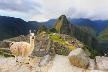 Peru Machu Picchu ayakta Lama göz ardı