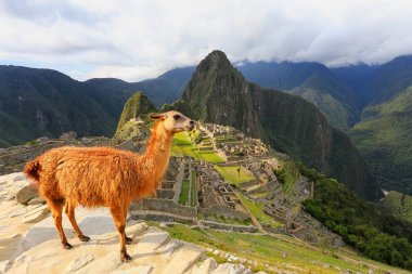 Peru Machu Picchu ayakta Lama göz ardı