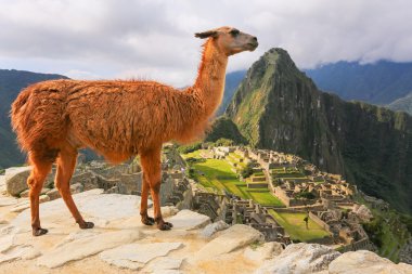 Peru Machu Picchu ayakta Lama göz ardı