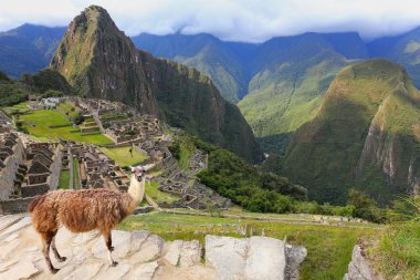 Peru Machu Picchu ayakta Lama göz ardı