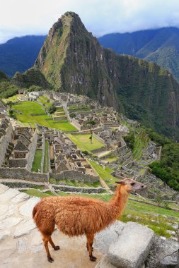 Peru Machu Picchu ayakta Lama göz ardı