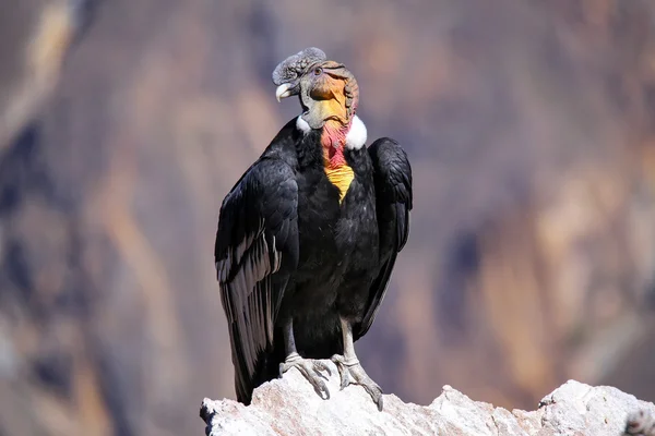 Andean Condor duduk di Mirador Cruz del Condor di Colca Canyon — Stok Foto