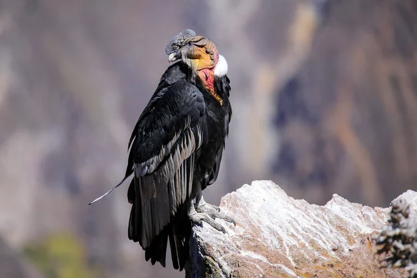 Andenkondor sitzt am mirador cruz del condor im colca canyon — Stockfoto