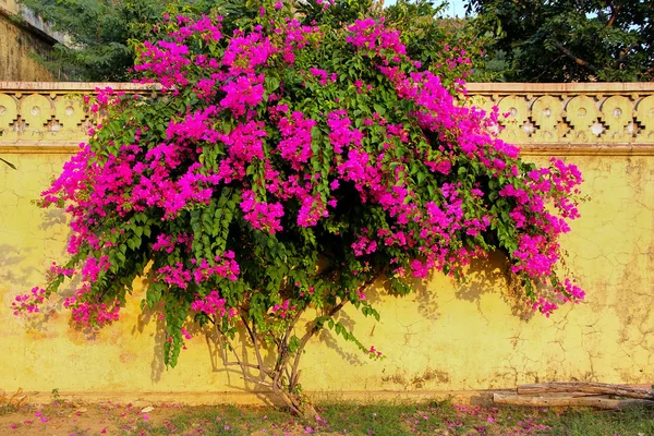 Bougainvillea дерево с цветами против желтой стены в Royal cen — стоковое фото