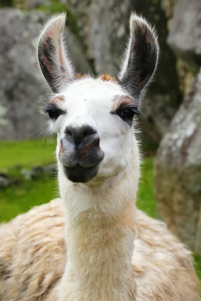 Porträt eines Lamas, das am Machu Picchu steht, Peru — Stockfoto