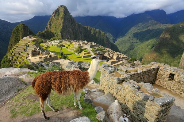 Llama de pie en Machu Picchu pasar por alto en Perú — Foto de Stock
