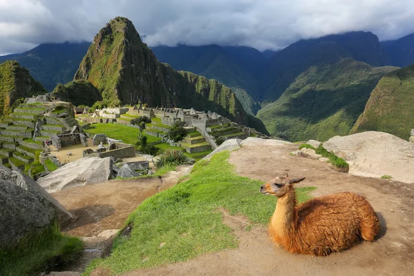 Llama descansando en Machu Picchu pasar por alto en Perú — Foto de Stock