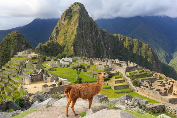 Llama em pé em Machu Picchu com vista para o Peru — Fotografia de Stock