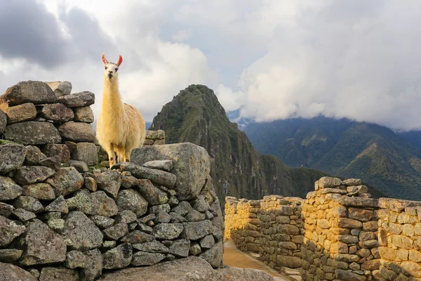 Láma a Machu Picchu Fellegváron állt Peruban — Stock Fotó