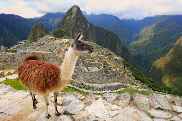 Llama em pé em Machu Picchu com vista para o Peru — Fotografia de Stock