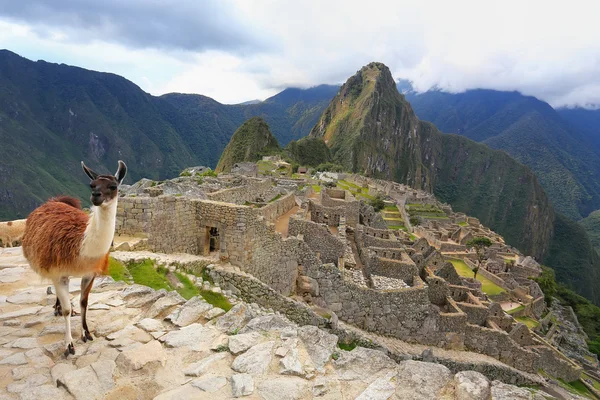 Llama em pé em Machu Picchu com vista para o Peru — Fotografia de Stock