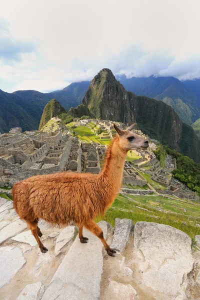 Llama standing at Machu Picchu overlook in Peru — Stock Photo, Image